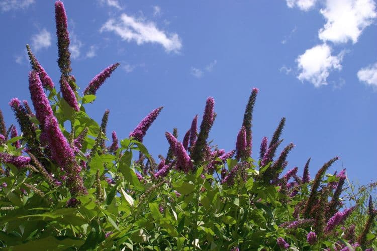 Weevils eat pesky buddleia weeds