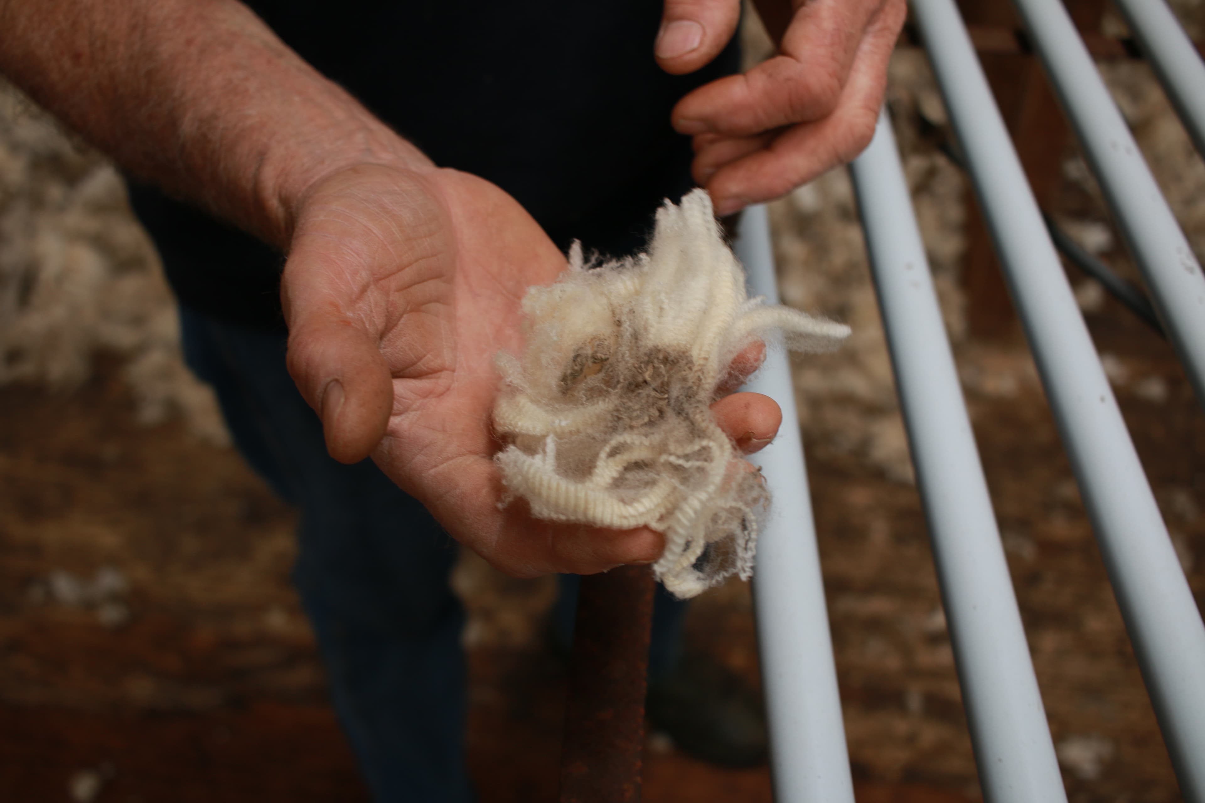 Wool in wound dressings