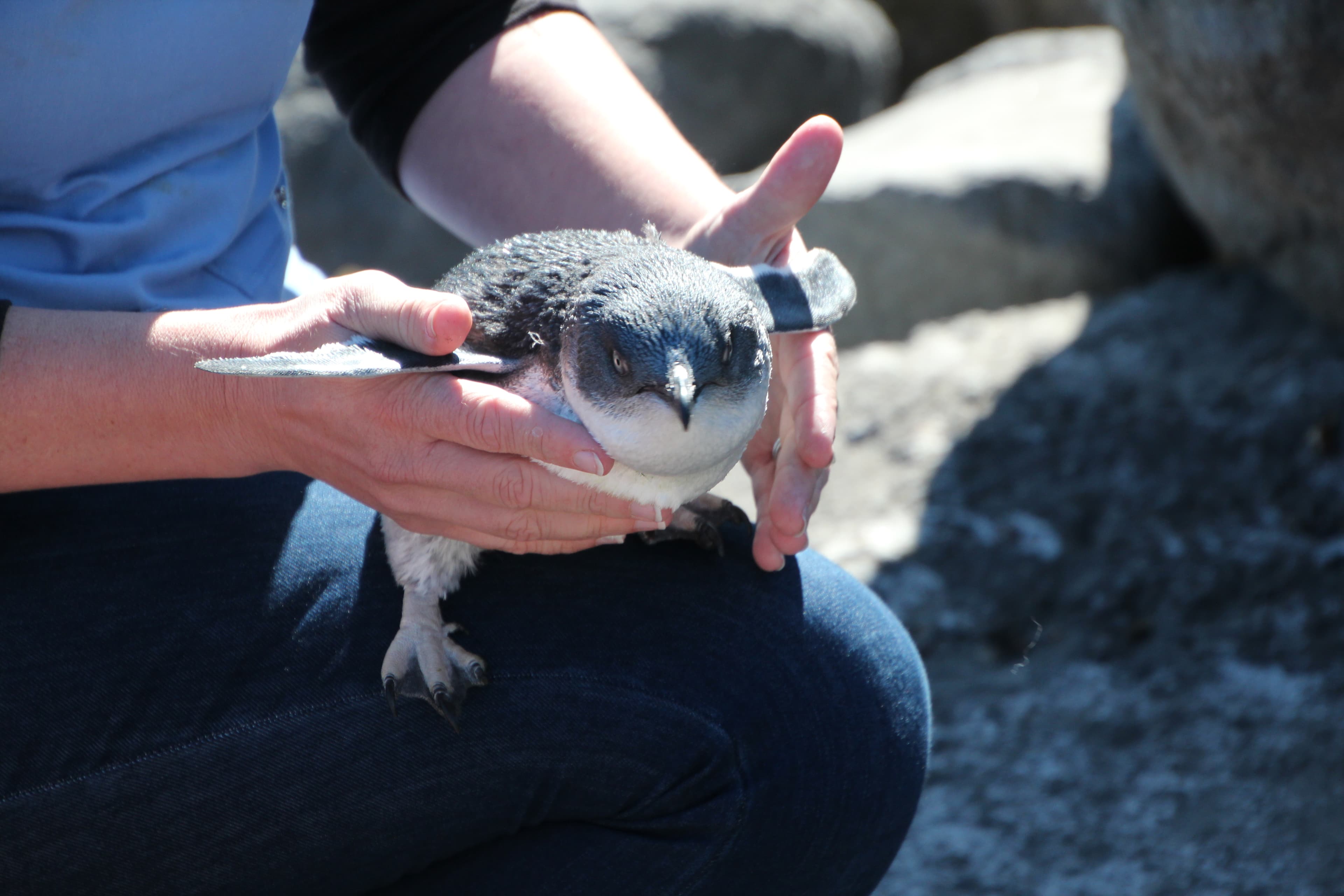 Project Hotspot: Using citizen science to better protect coastal threatened species