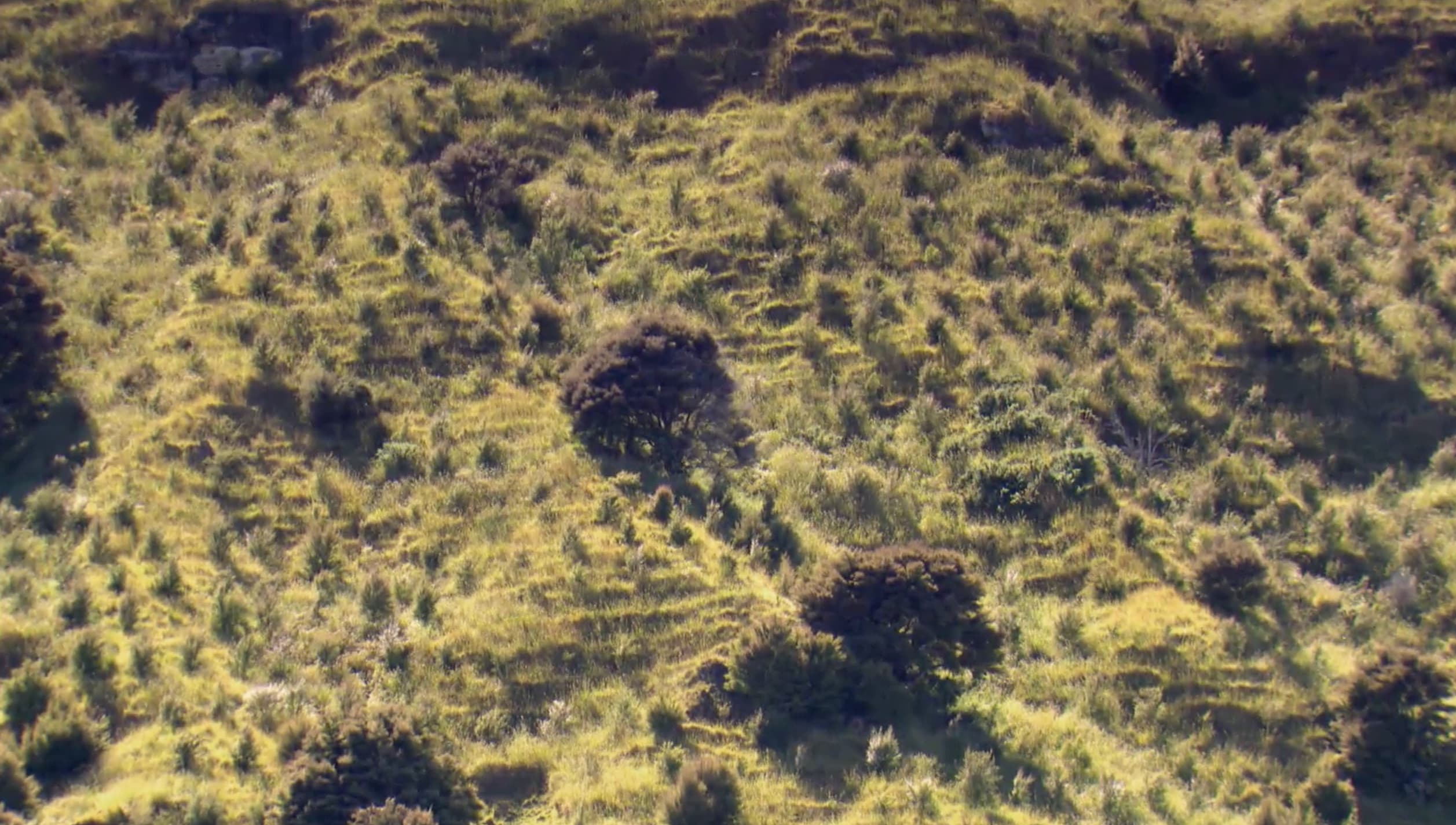 Mānuka plantation research for medical-grade honey