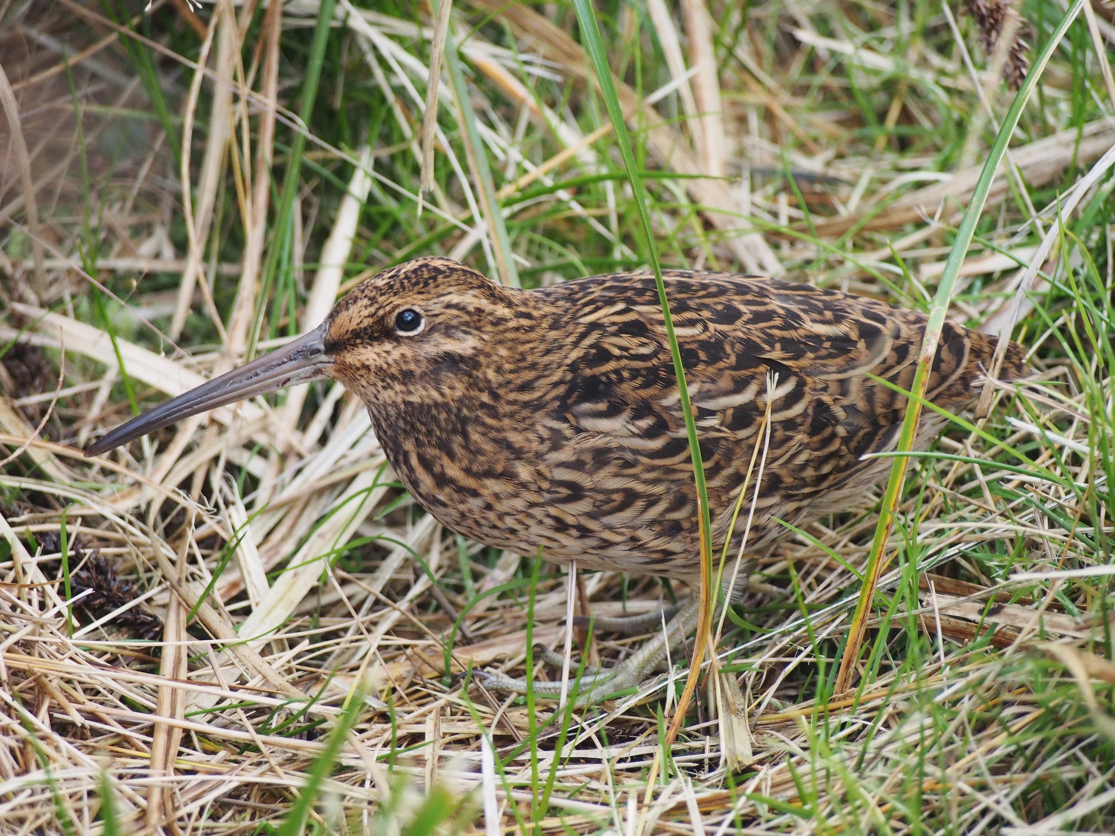 New Zealand Subantarctic Islands group