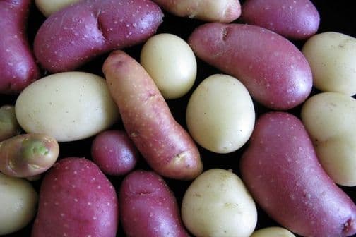 Spud genome helps fight blight