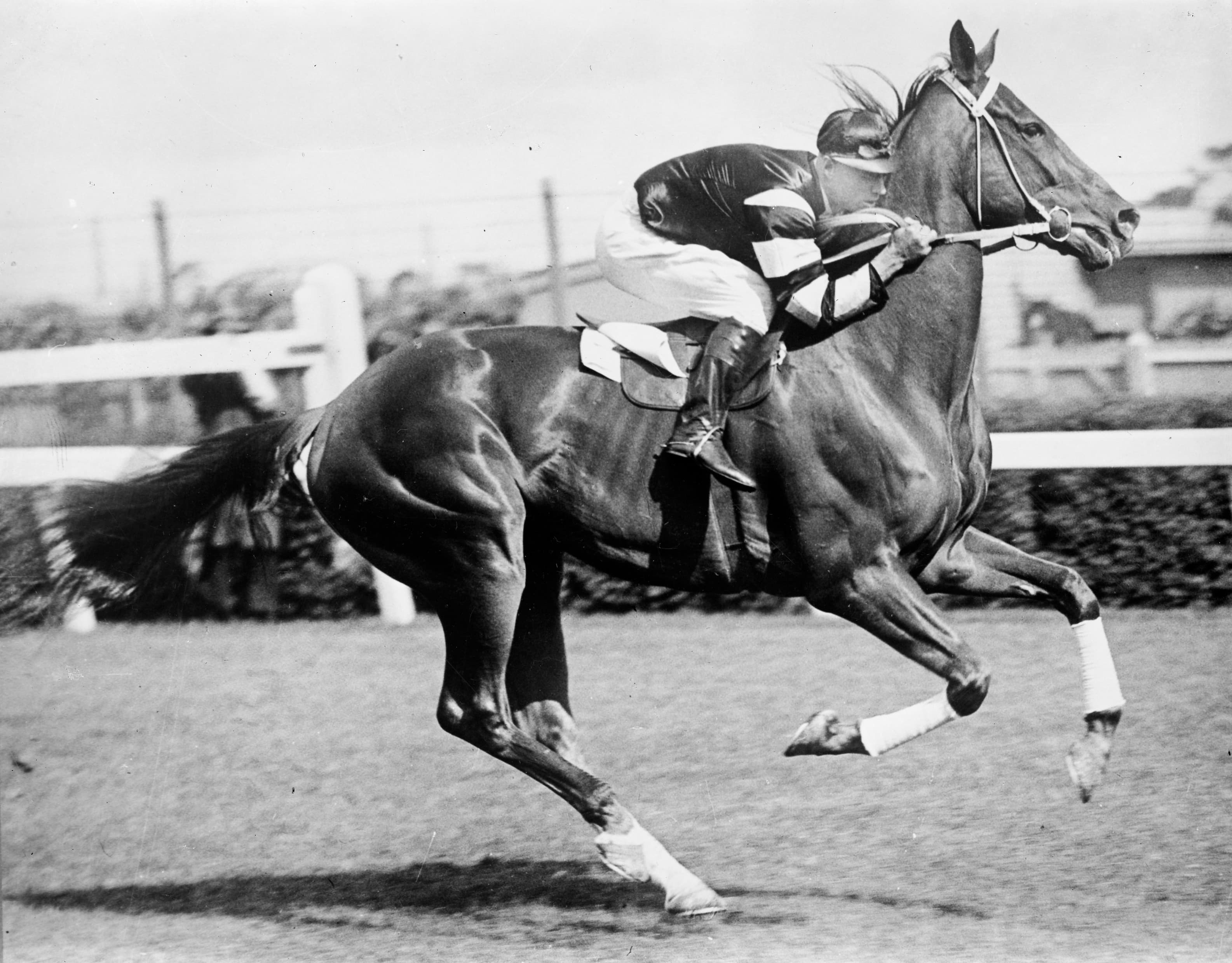 Sequencing Phar Lap’s winning genome