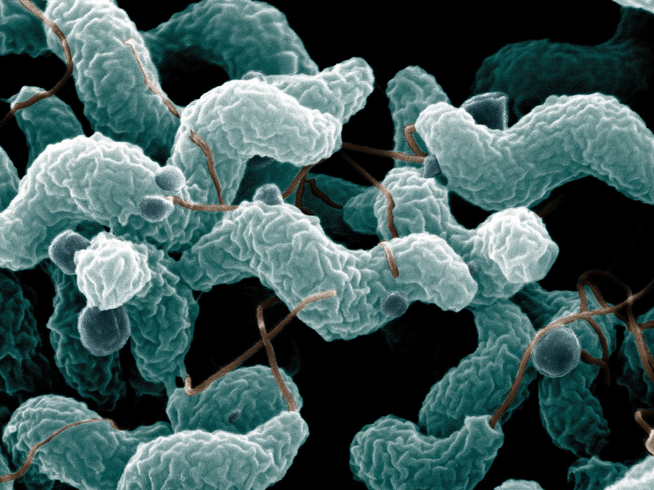 Bacteria – good, bad and ugly