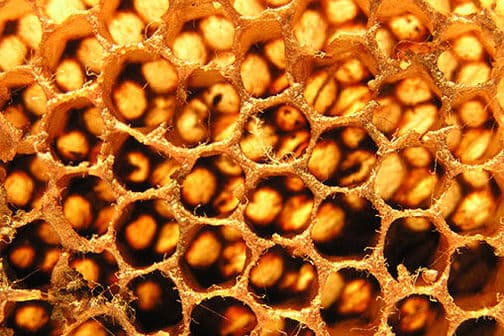 The osmotic effect of honey – experiment