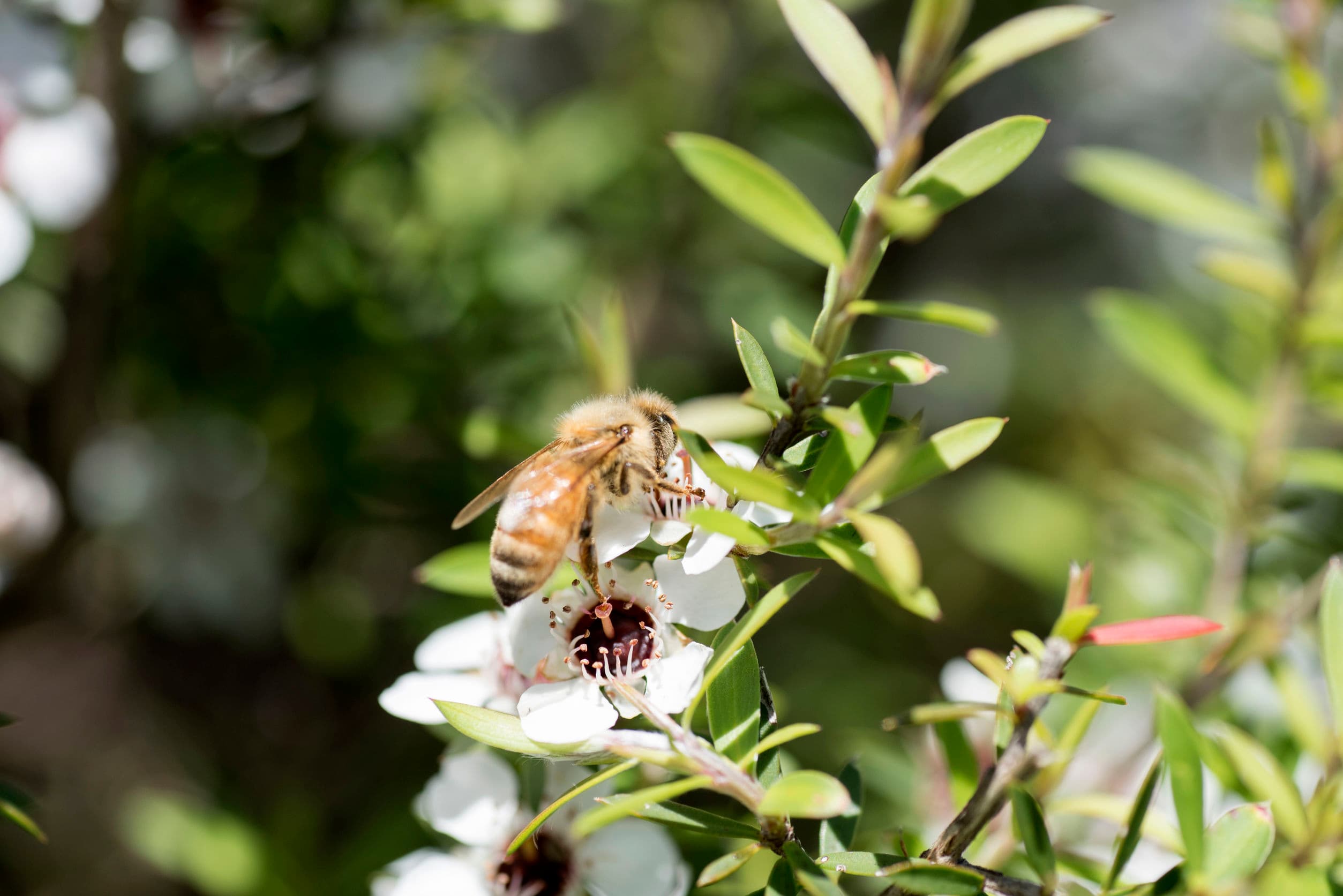 Honeybees and Mānuka trees