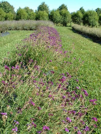 Visit to a lavender farm – case study