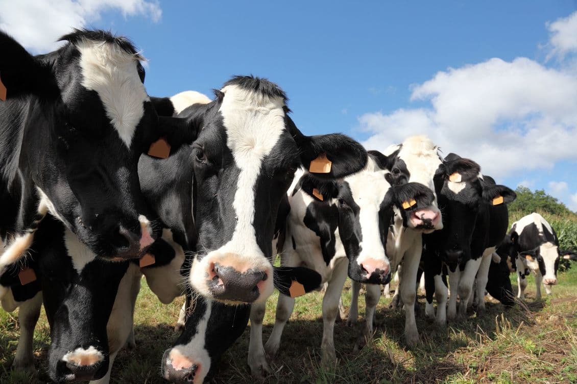 Investigating robotic milking