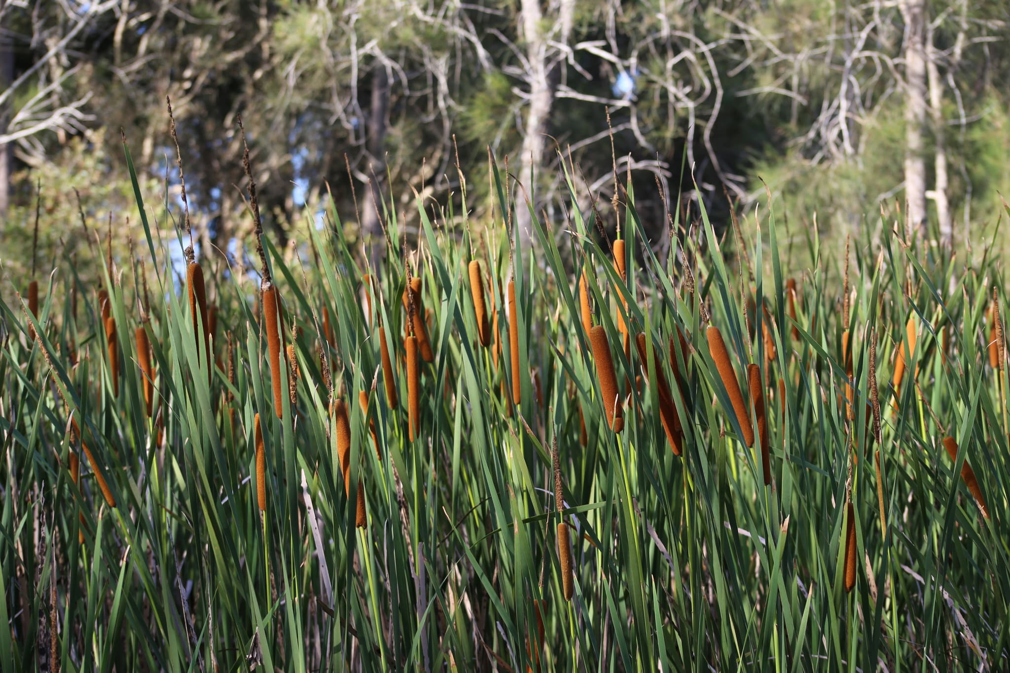 Raupō plant (long slender leaves with seedheads) in the wild