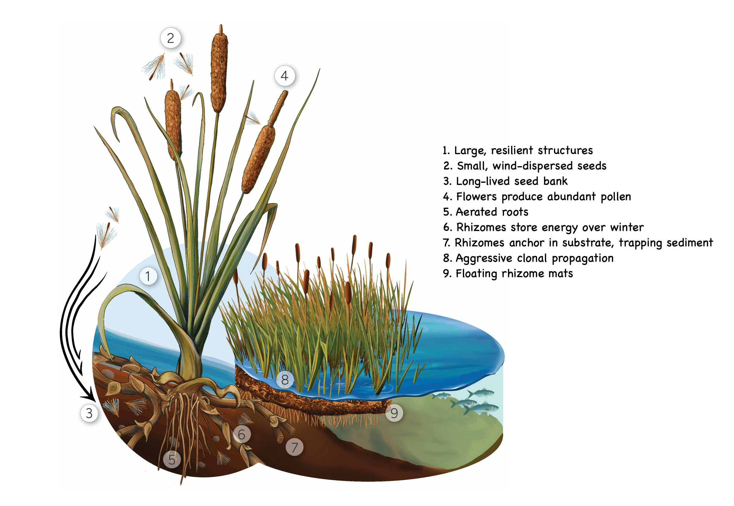 Diagram of the raupō plants adaptations