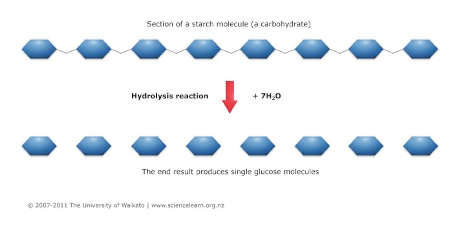 Diagram demonstration process of Hydrolysis.