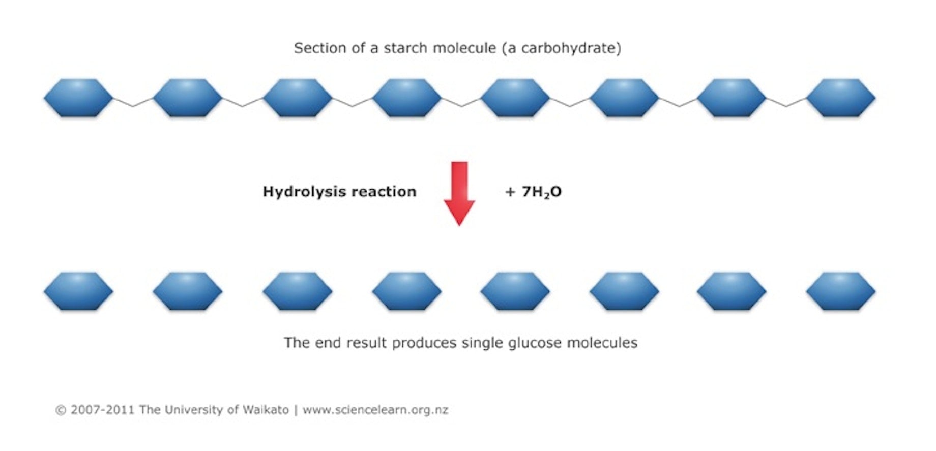 Diagram demonstration process of Hydrolysis.