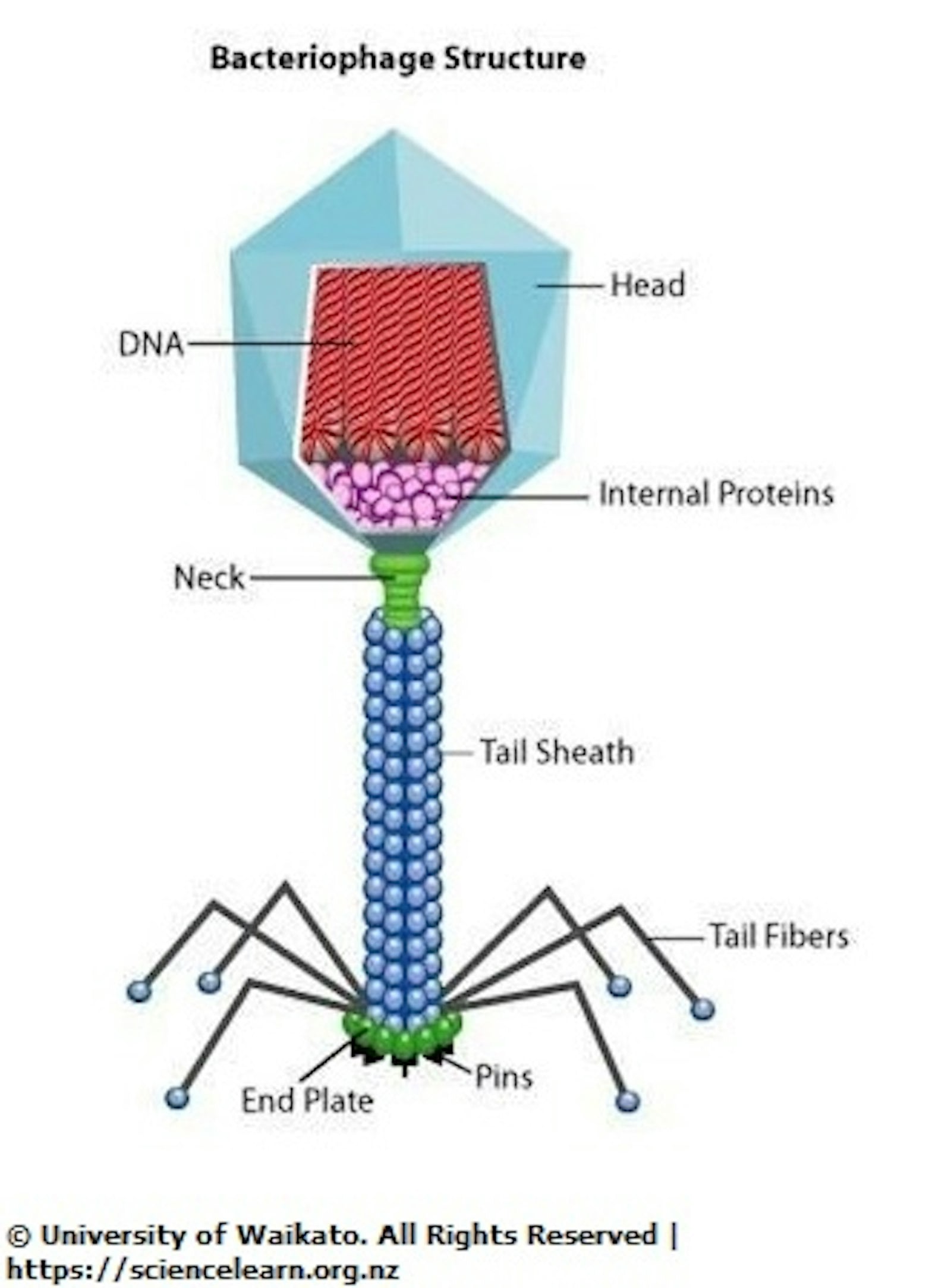 Diagram of a bacteriophage virus.