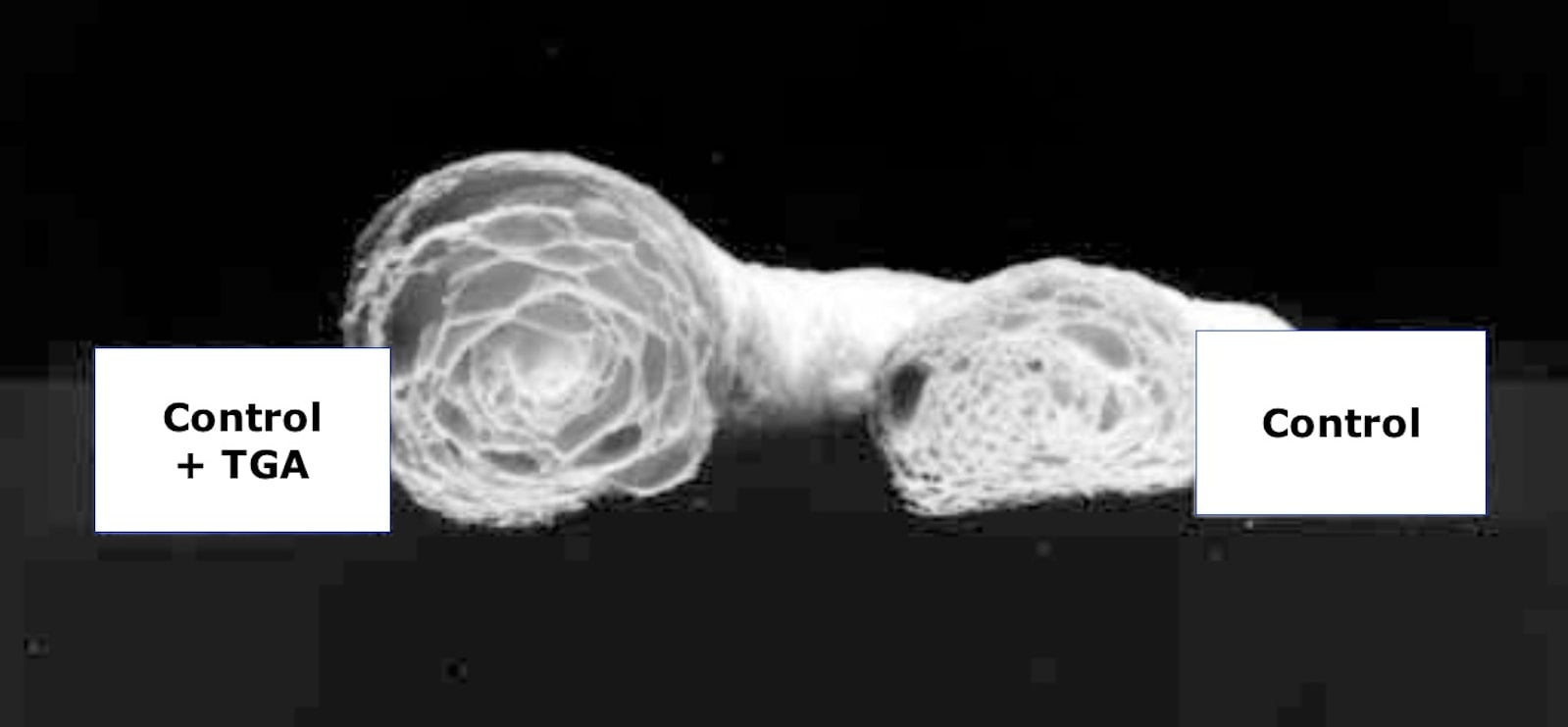 Effects on croissant pastry treated with and without TGA